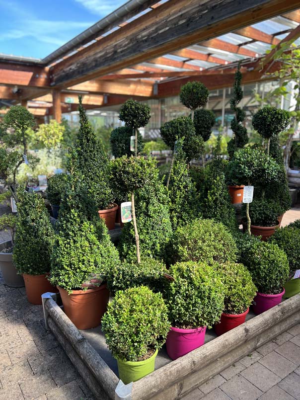 Arbres et arbustes d’ornement