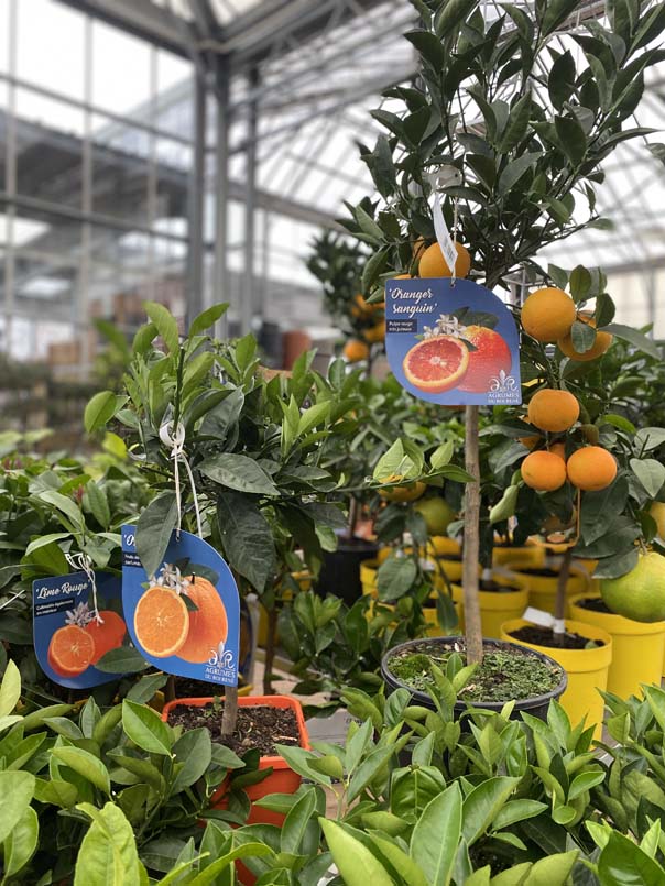 Arbres fruitiers et petits fruits