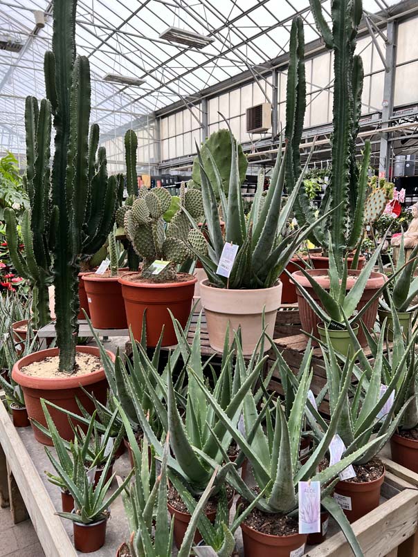 Cactées
