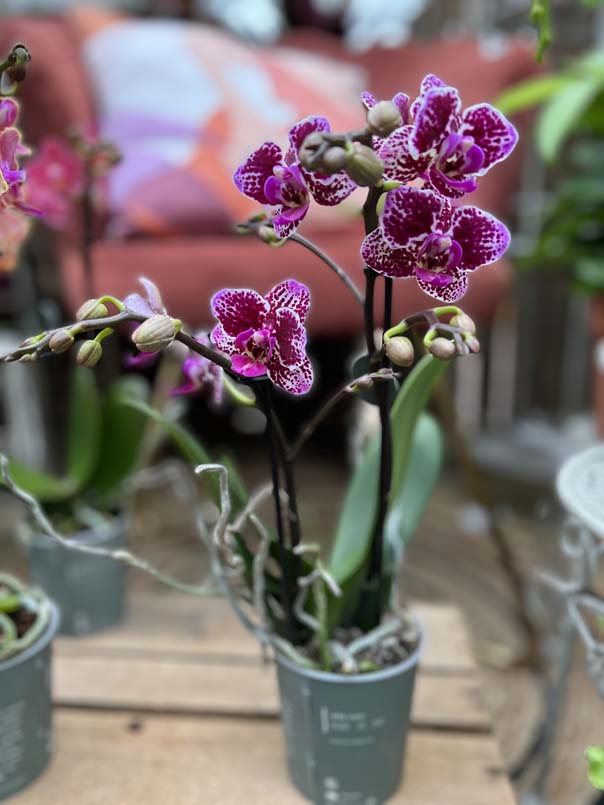 Orchidées