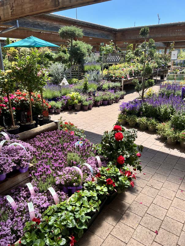 Plantes fleuries de saison