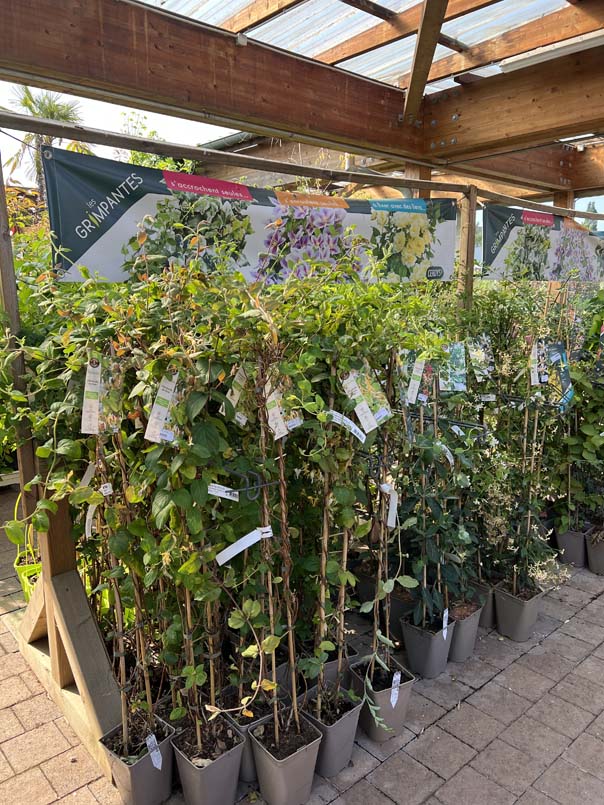Plantes grimpantes