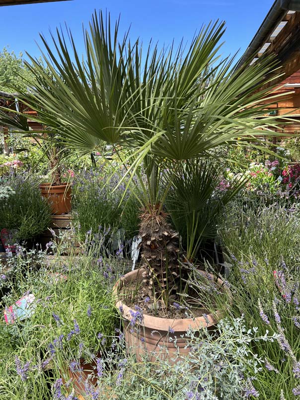 Plantes Méditerranéennes