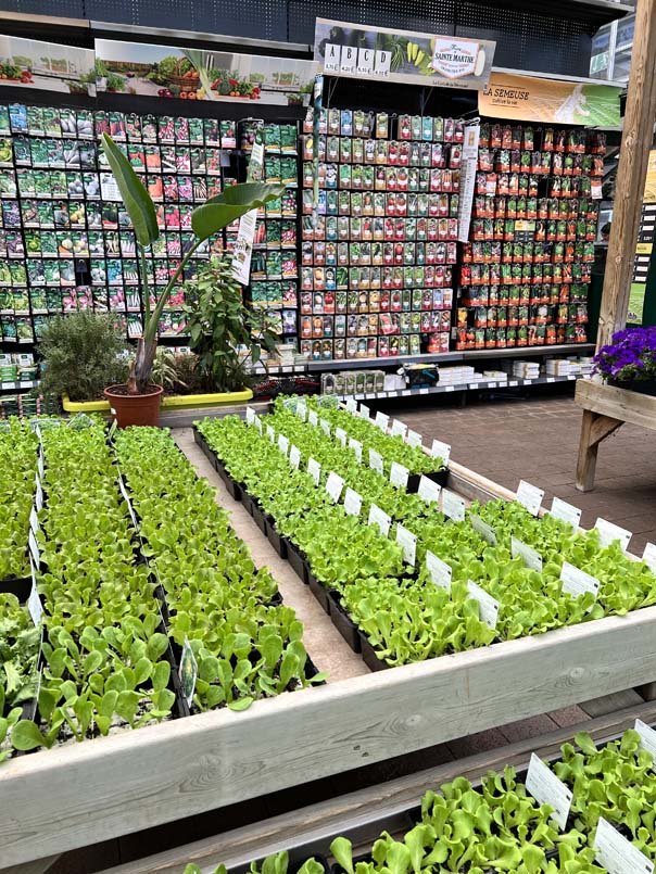 Plants de légumes et aromatiques