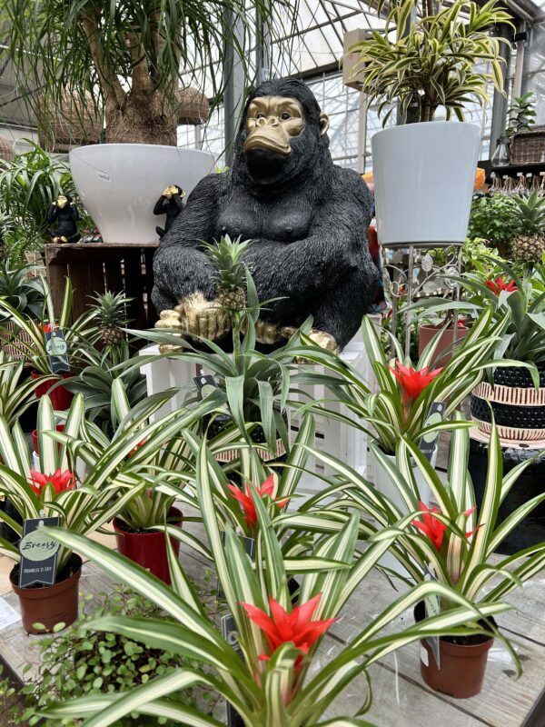 1 plantes interieures fleuries