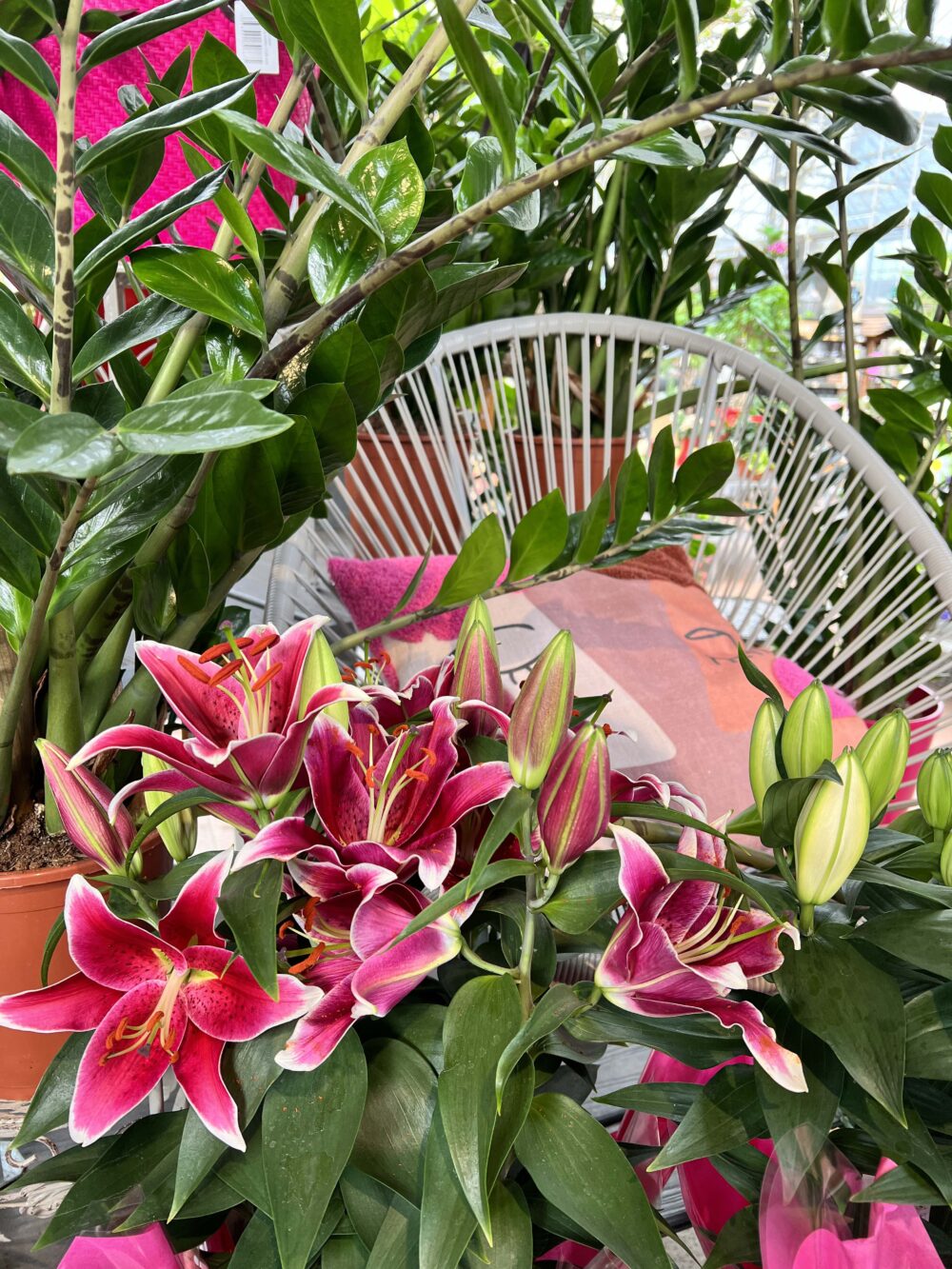 2 plantes interieures fleuries jardinerie potiez 2 plantes interieures fleuries jardinerie potiez