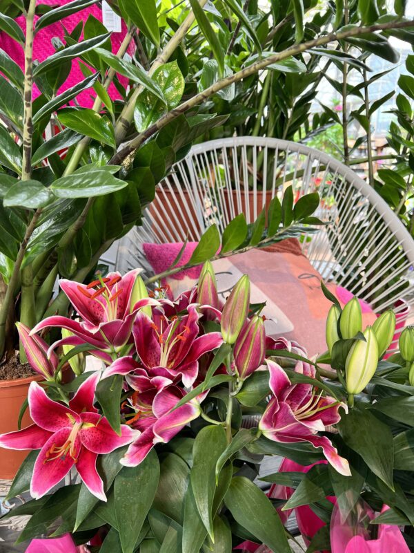 2 plantes interieures fleuries jardinerie potiez