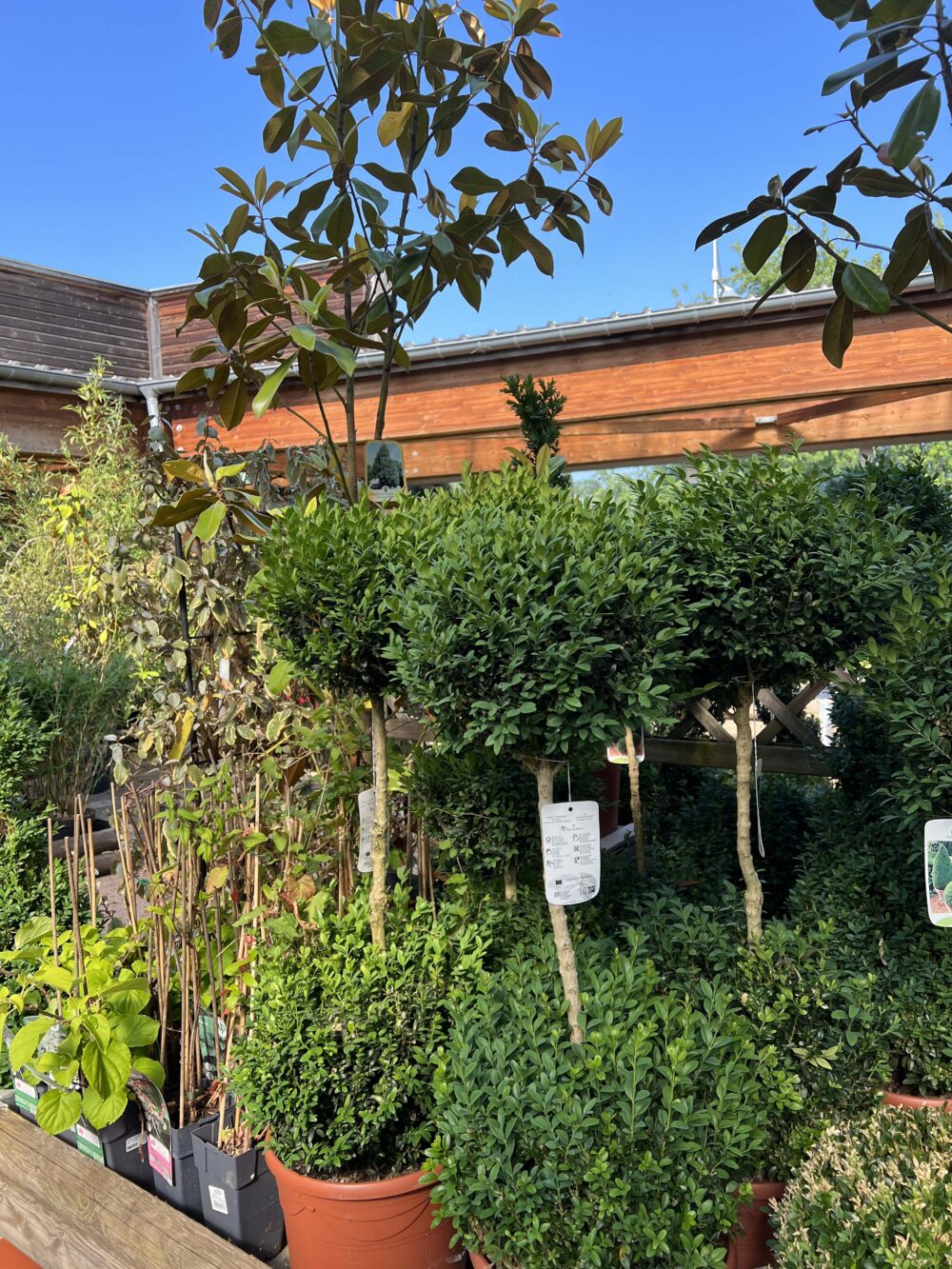 2 plantes vertes ext 2 plantes vertes ext