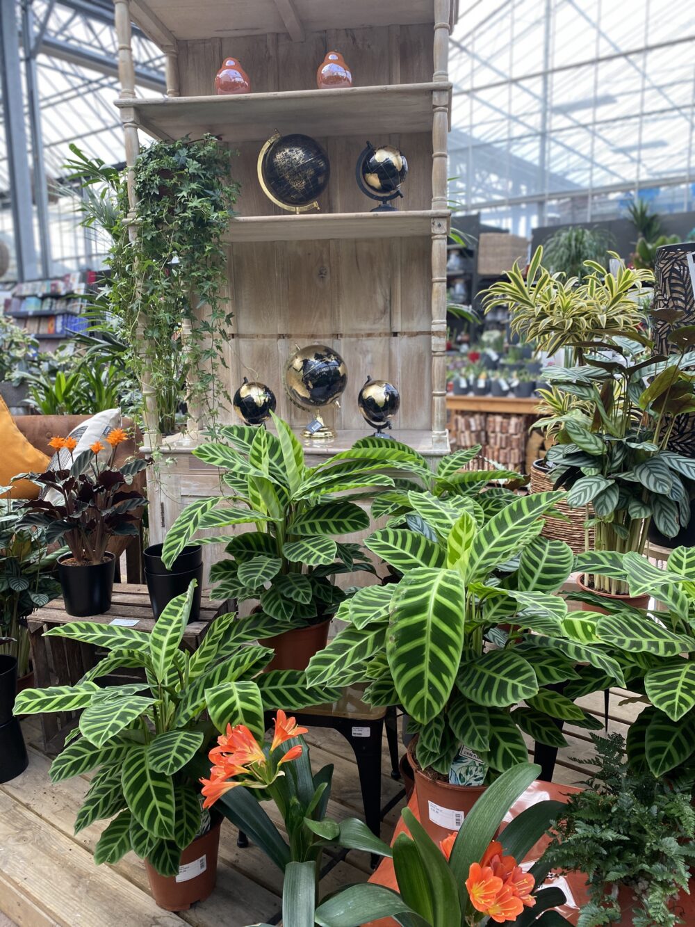 2 plantes vertes fleuriste montbeliard 2 plantes vertes fleuriste montbeliard