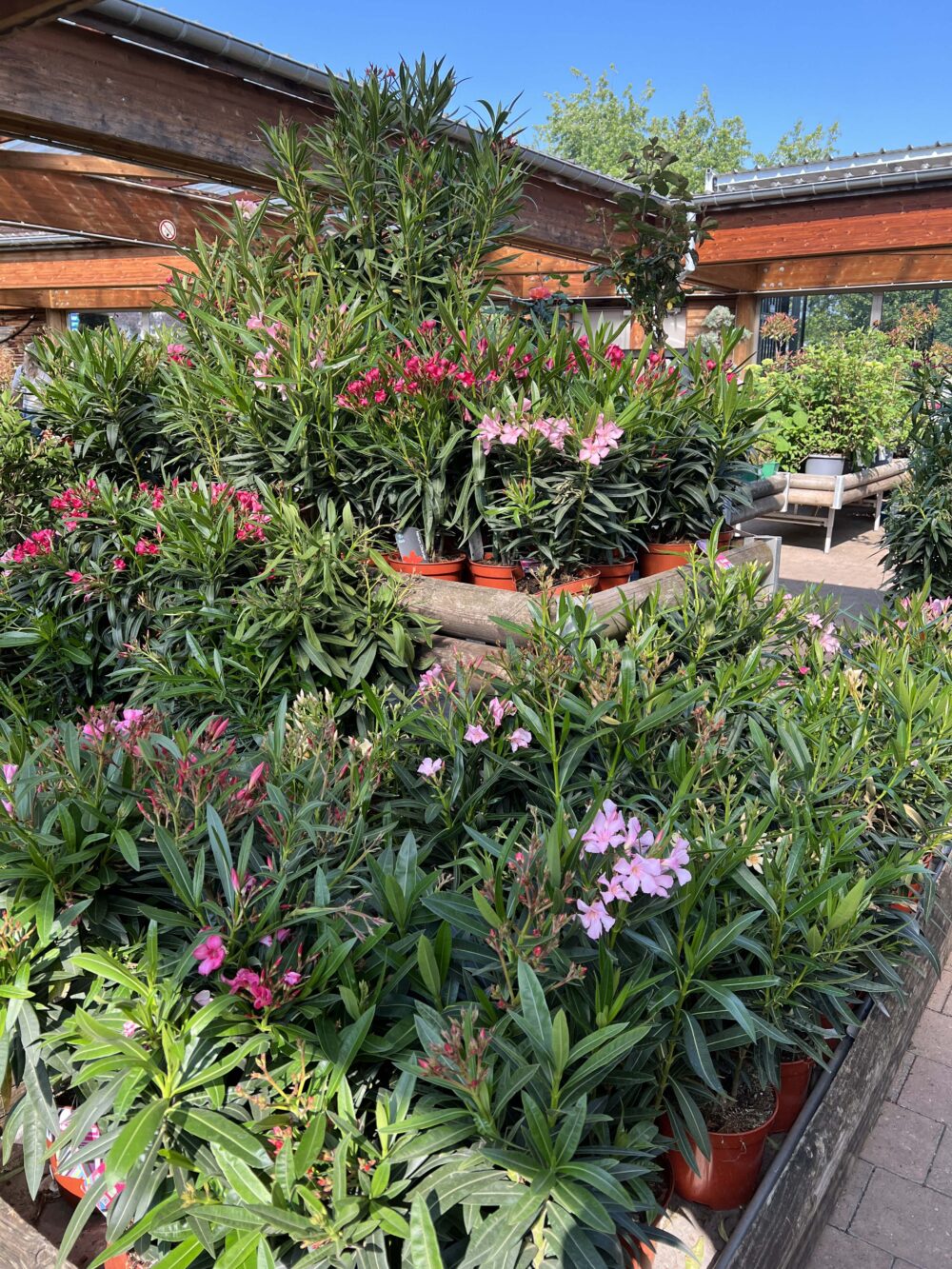 3 plantes fleuries livraison montbeliard 3 plantes fleuries livraison montbeliard