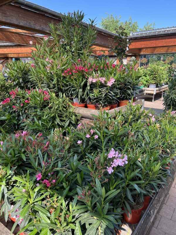 3 plantes fleuries livraison montbeliard