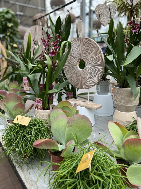 3 plantes vertes jardinerie potiez