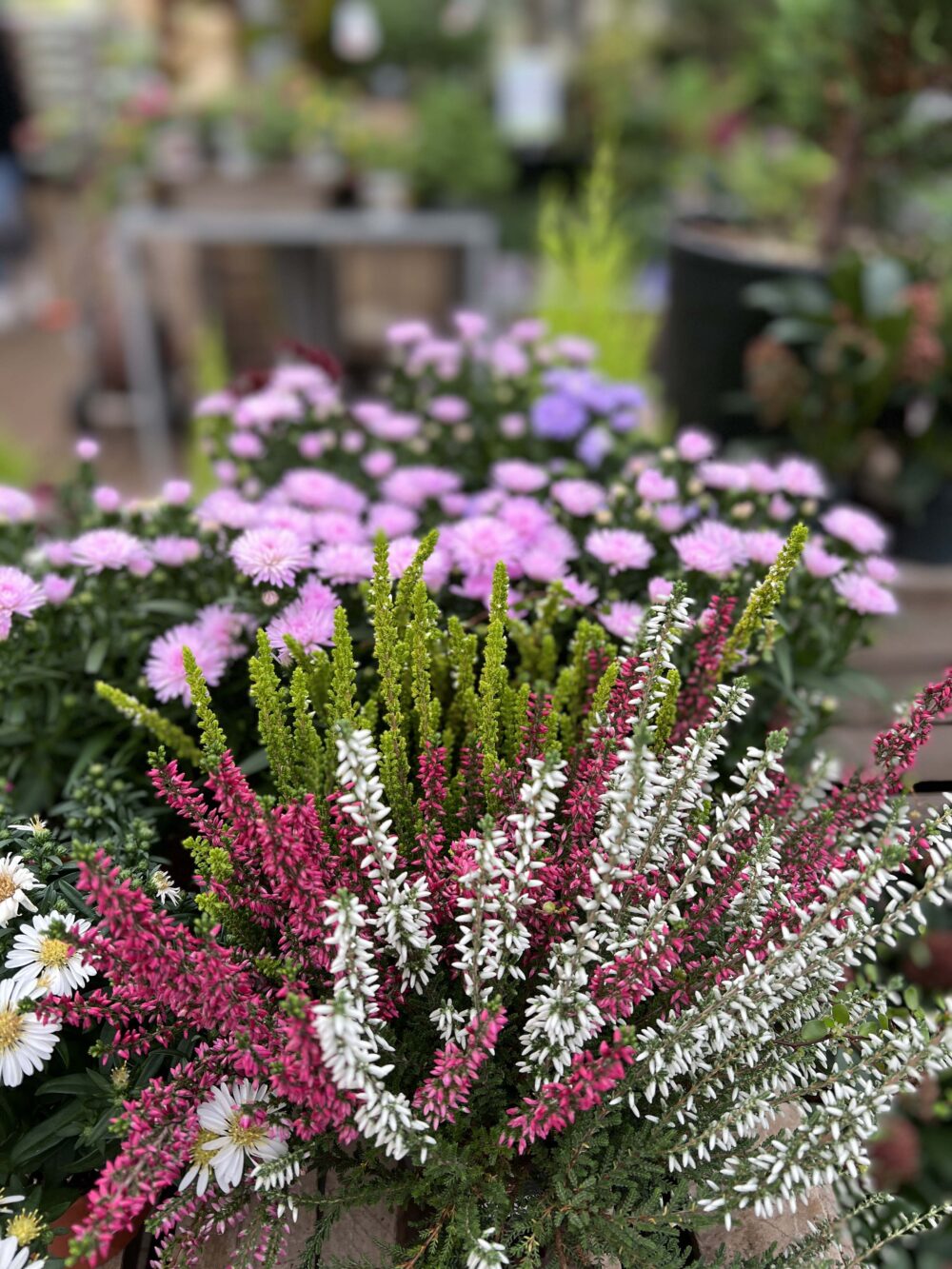 4 livraison plantes fleuries exterieures 4 livraison plantes fleuries exterieures