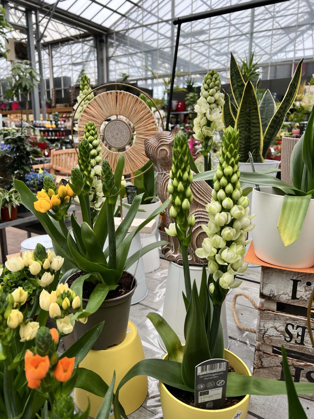 4 plantes fleuries int 4 plantes fleuries int