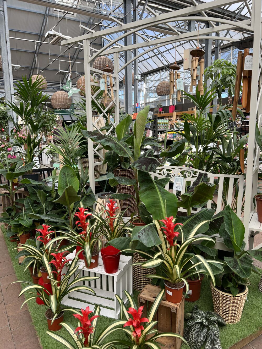 5 plantes fleuries interieur 5 plantes fleuries interieur