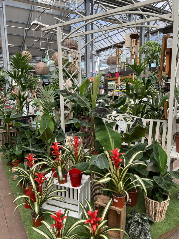 5 plantes fleuries interieur