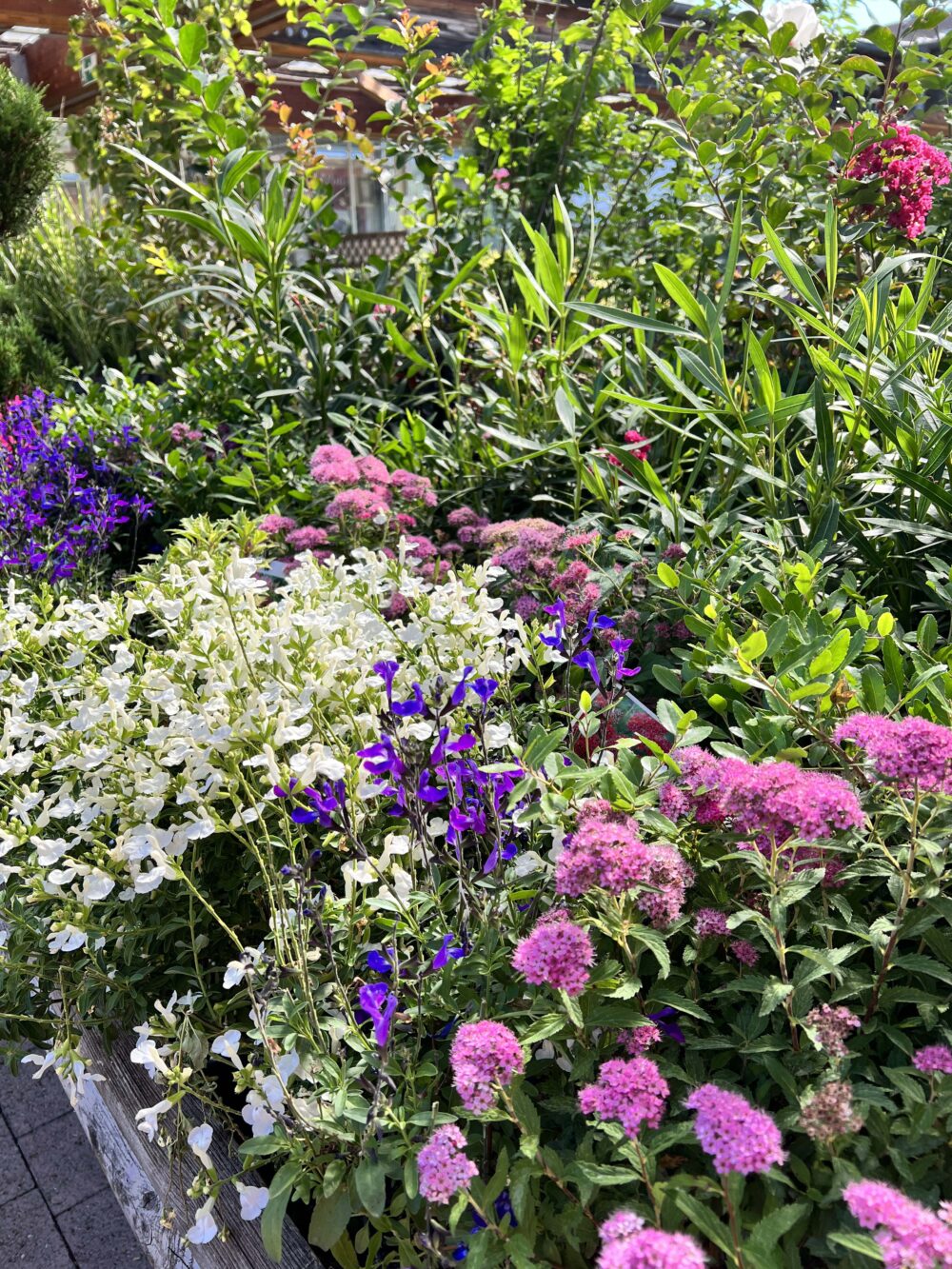 6 plantes fleuries exterieures montbelaird 6 plantes fleuries exterieures montbelaird