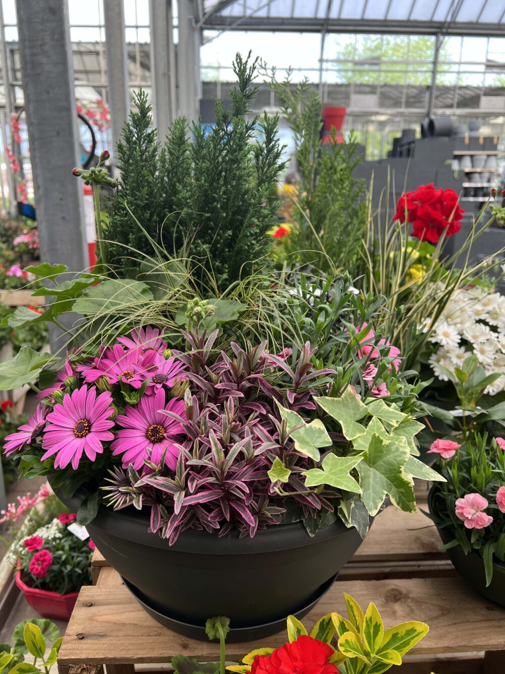 compo fleurs exterieur 5 compo fleurs exterieur 5