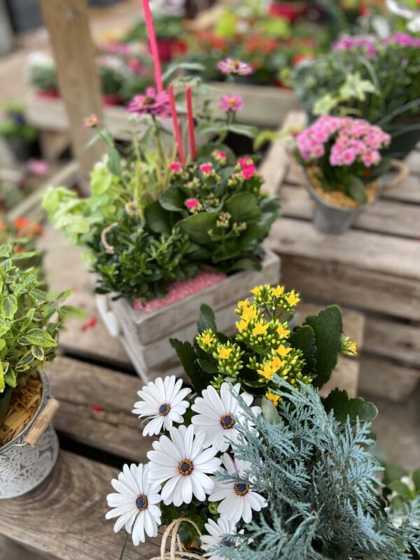 compo plantes exterieures jardinerie potiez 3