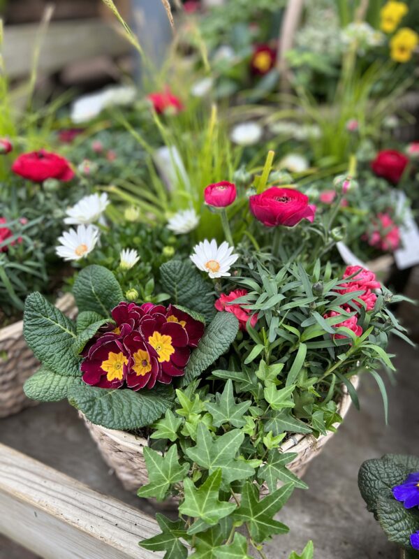 composition plantes exterieur 1