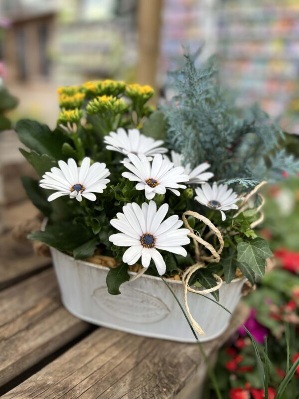 composition plantes exterieures 2