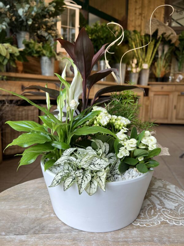 composition plantes vertes et blanches 7