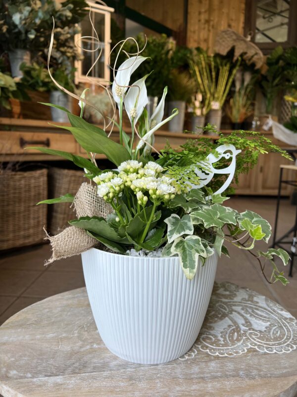 jolie composition de plantes interieures 4