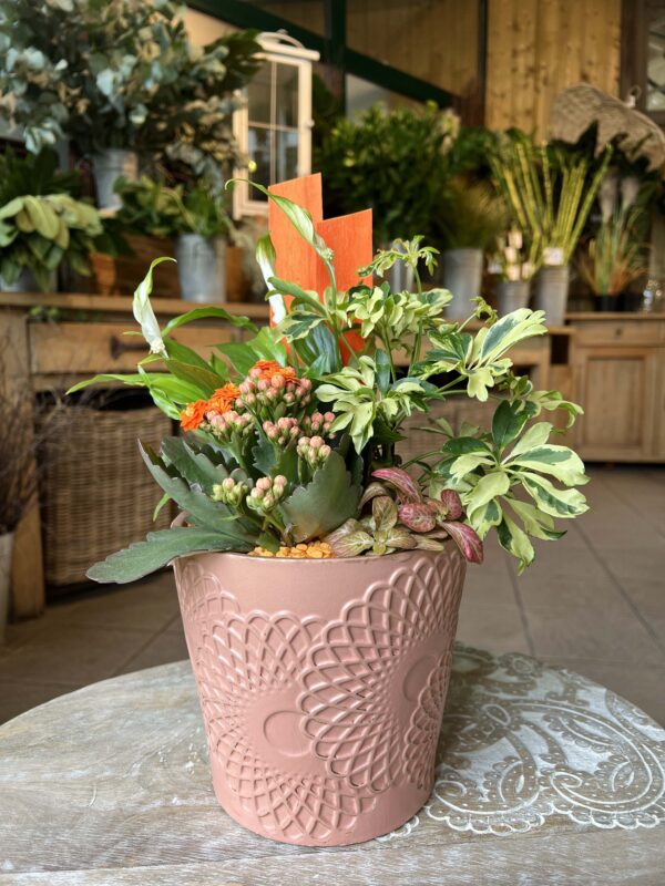 offrir compositon de plantes vertes interieures 5