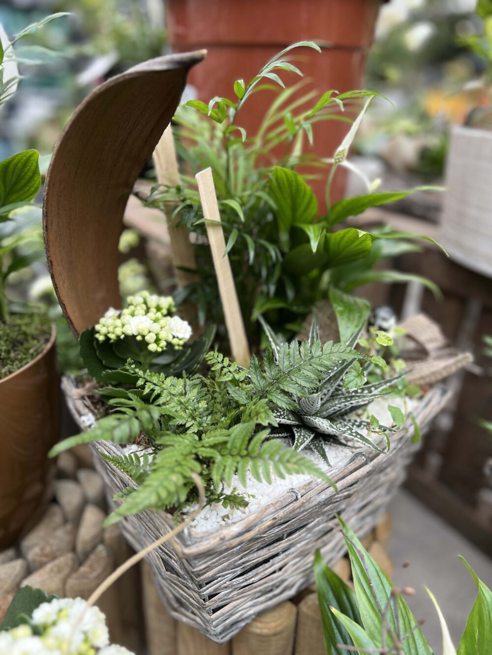 offrir compositon plantes fleuries 1 offrir compositon plantes fleuries 1