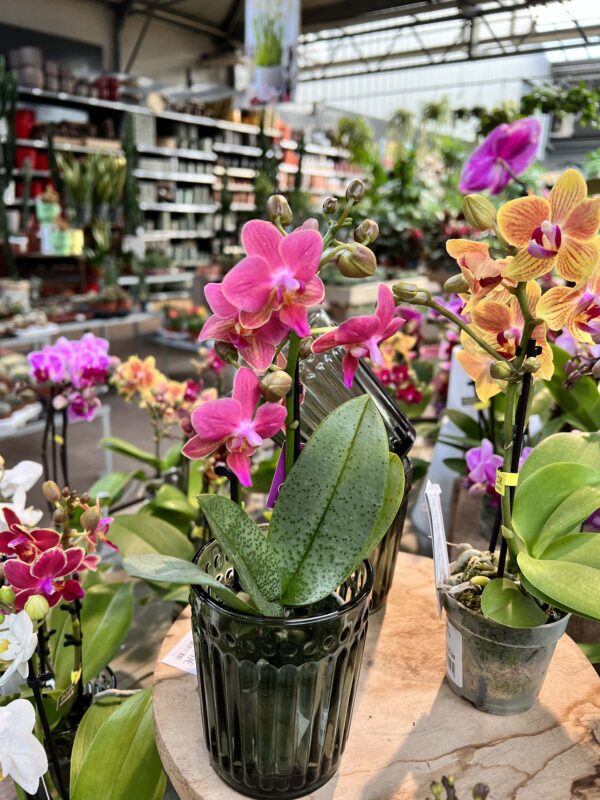 offrir orchidees montbeliard 1