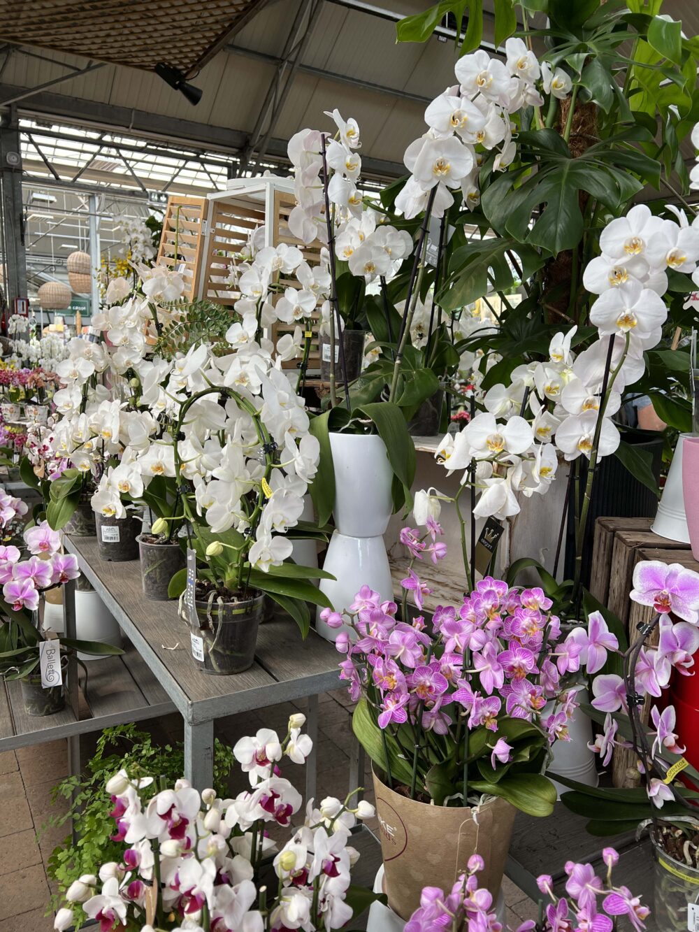 orchidées 2 orchidées 2