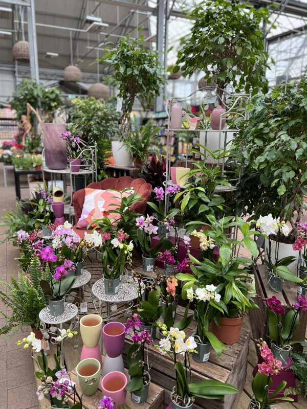 orchidees jardinerie potiez montbeliard 2