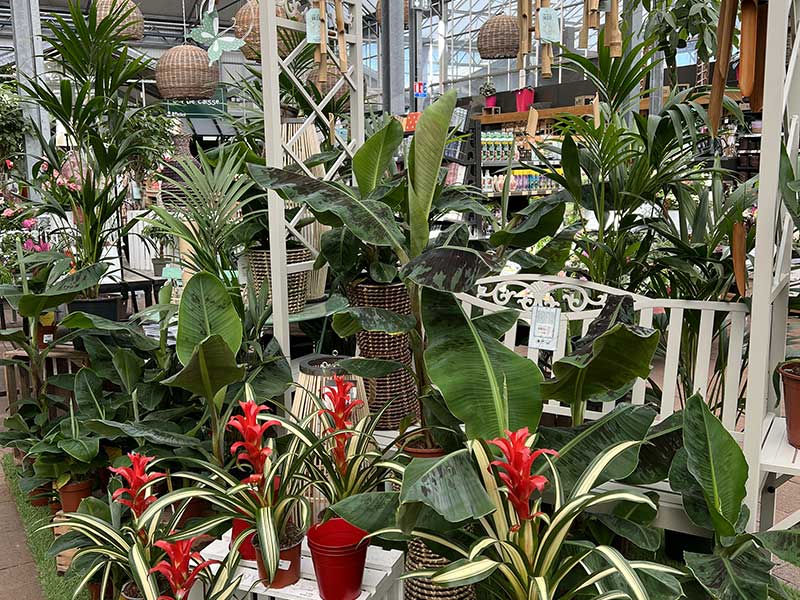 Plantes intérieures