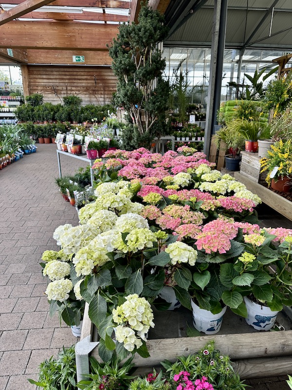 hortensias jardinerie montbeliard