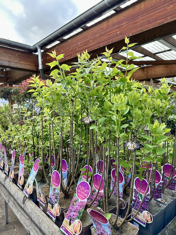 arbres papillons jardinerie montbeliard