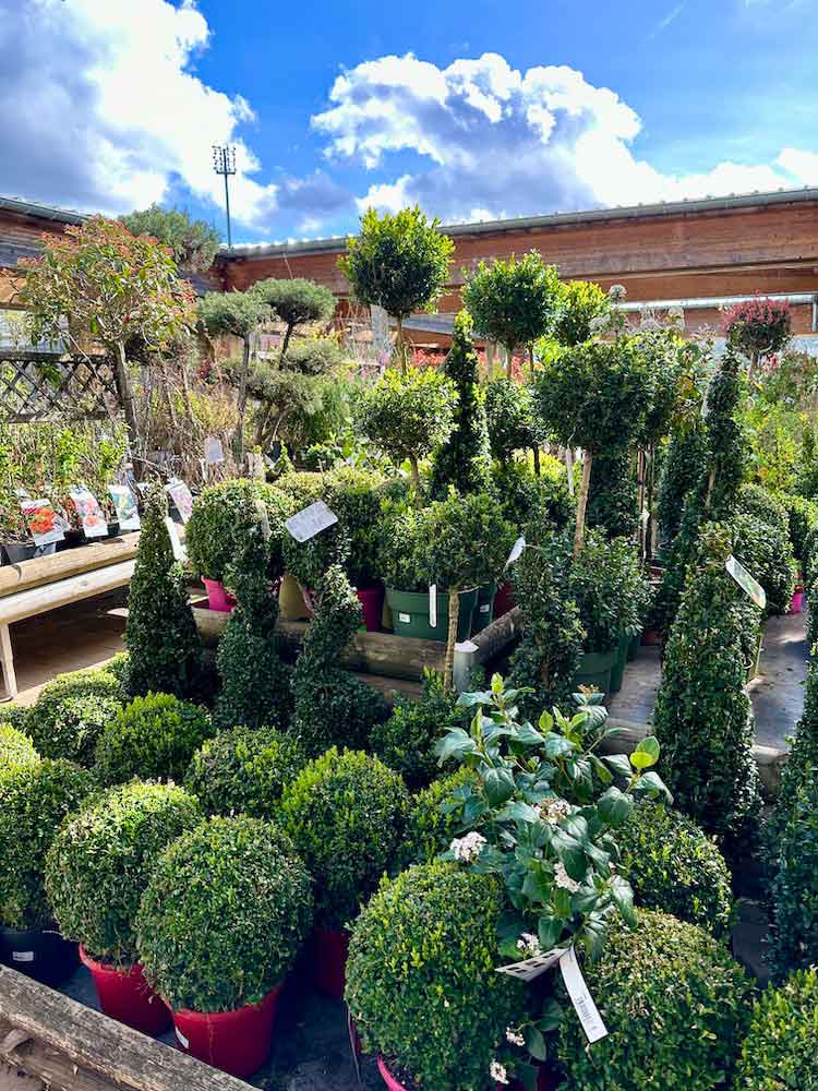 plantes-ext-rieures-jardinerie-potiez-de-montb-liard